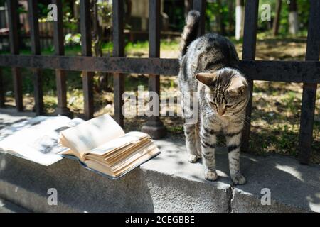 Tabby grigio carino che si allunga su strada parapetto di pietra con metallo recinzione e vecchi libri aperti che si trovano nelle vicinanze Foto Stock