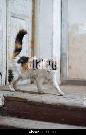 Carino gatto calico che si allunga su vecchie scale di pietra bianca fessurate con porta in legno di scabia su sfondo Foto Stock