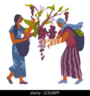 Design per bar o confezionamento con donne che raccolgono i chicchi di caffè, vettoriale. Illustrazione Vettoriale
