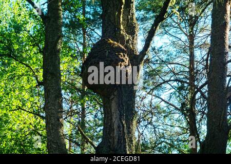 Nodo di copertura (capotorti) su albero con direzioni deformate di crescita delle fibre di legno. In forma di crescita arrotondata sul tronco, riempito con piccoli noduli legnosi Foto Stock