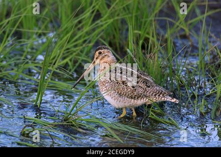 Snipe comune (Gallinago gallinago faeroeensis) foraggio maschile in palude / palude / zona umida, boschivo umido in estate Foto Stock