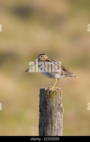 Snipe comune (Gallinago gallinago faeroeensis) maschio arroccato su palo di recinzione di legno lungo prato / prateria in estate, Islanda Foto Stock