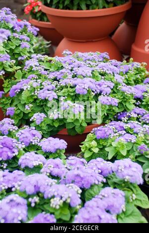 Ageratum, ageratum viola chiaro, pentola piante nel vassoio nero Foto Stock