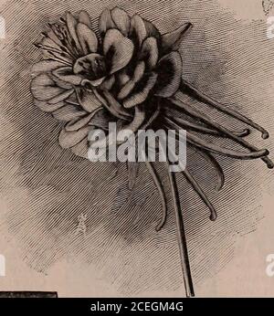 . Capovolgere una nuova foglia e essere convinto che W.W. I semi di Rawson & Co. Sono veri per nome / W.W. Rawson & Co. Foto Stock