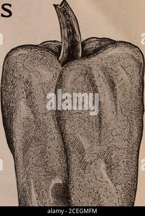 . Capovolgere una nuova foglia e essere convinto che W.W. I semi di Rawson & Co. Sono veri per nome / W.W. Rawson & Co. Foto Stock