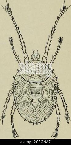 . Manuale di insetti di frutta. Fig. 192. - il clover-acite. Ridisegnato dopo M.A. Palmer (x 37). Fig. 193.- uova di acaro di trifoglio su atwig. ReferenzaU. S. Bur. Int. Circ. 158. 1912. 208 INSETTI DI FRUTTA l'acaro a due punti (Tetranychus himaculatus Harvey) questo è il ragno rosso comune delle serre e il mitespesso discusso come Tetranychus telarius. Sotto questo lattername ci sono molte segnalazioni di danno agli alberi da frutto da parte dei ragni rossi, ma nella maggior parte dei casi è evidente che il vero colpitwas il trifoglio-acaro. L'acaro a due punti è più piccolo, lungo circa 5^ di un pollice e le gambe sono più quasi di equina Foto Stock