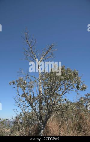 Vegetazione asciutta nelle montagne in Brasile Foto Stock