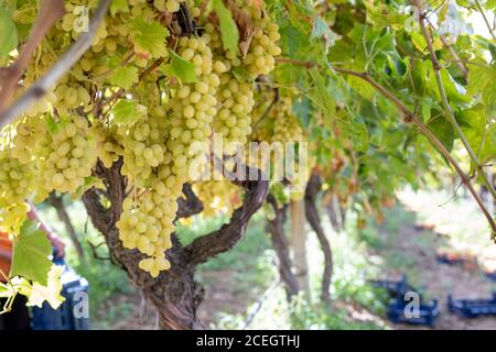 Vigneto, grappoli di uva da vino su vite Foto Stock