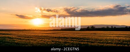 sunset over the wheat field panoramic view Foto Stock