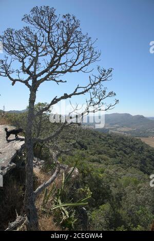 Vegetazione asciutta nelle montagne in Brasile Foto Stock