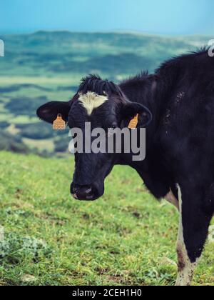 Grande mucca bianca e nera con etichette in orecchie in piedi su prato verde. Foto Stock