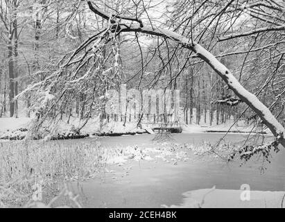 Foto in bianco e nero di file di splendidi alberi in fiore nel frutteto del Belgio in giornata di sole. Foto Stock