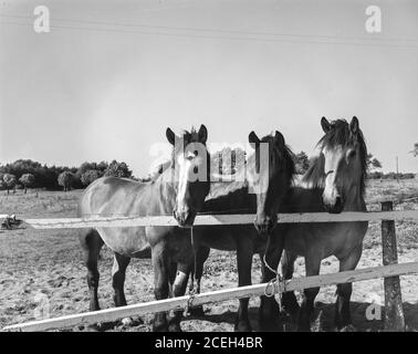 Foto in bianco e nero di alcuni splendidi cavalli in piedi dietro recinzione di legno di Corral al al sole, Belgio. Foto Stock