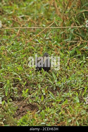 Black Rail (Pardirallus nigricans nigricans) foraggio adulto tra vegetazione umida con fango su fattura Atlantic Rainforest, Brasile giugno Foto Stock