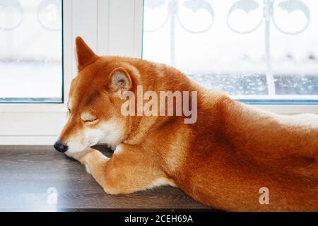 Giapponese Shiba Inu cane vicino a una finestra. Cane Red shiba inu seduto sul davanzale a casa Foto Stock