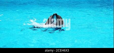 Due delfini che giocano insieme in una piscina azzurra nel dolfinario Foto Stock