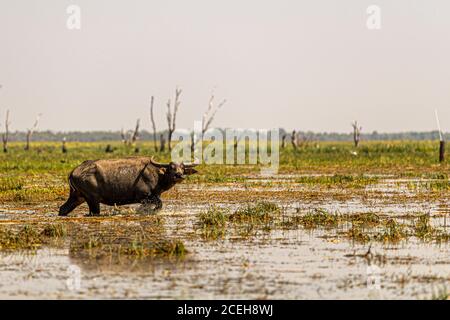 Waterbufalo dell'Australia settentrionale a Bamurru Plains Foto Stock