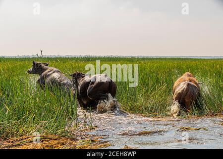 Waterbufalo dell'Australia settentrionale a Bamurru Plains Foto Stock