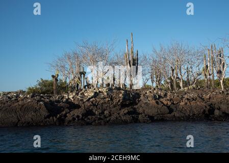 Opuntia echios, Jasminocereus thouarsii e Palo Santo che crescono sulle rive dell'isola Eden nell'arcipelago delle Galapagos. Foto Stock