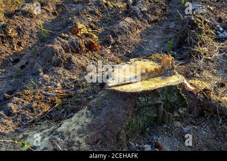 Stump dell'albero vivente abbattuto nella foresta. Tagliare alberi nella foresta. Deforestazione e disboscamento illegale, commercio internazionale di legname illegale Foto Stock