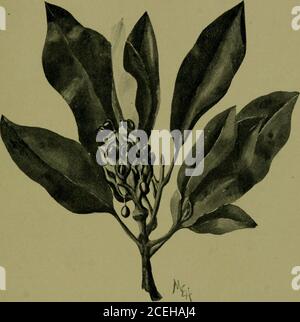 . Come conoscere i frutti selvatici; una guida alle piante quando non in fiore per mezzo di frutta e foglia. Aprile-giugno. 26 COME CONOSCERE I FRUTTI SELVATICI questo è l'unico Greenbrier nella nostra sezione che porta bacche rosse. Smilax Walteri ha un gambo alow, un po 'prickly al di sotto e unarmabove. Cresce in paludi e luoghi umidi a nord come il New Jersey. LAUREL MAGNOLIA Magnolia Virginiana. Magnolia glauca Magnolia Famiglia frutta. Il piccolo frutto di conelike è costituito da molti tappeti coerenti, che sono affollati sulrecipiente allargato. Quando matura, la massa leonelike è rossa e ogni carpel si divide alongit Foto Stock