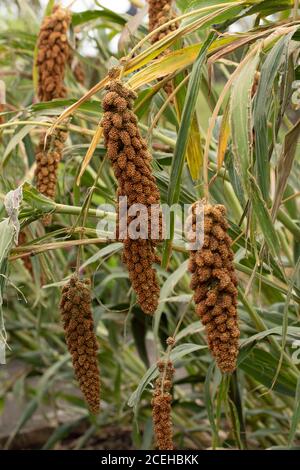 Primo piano di Foxtail Millet (Hylander) Foto Stock