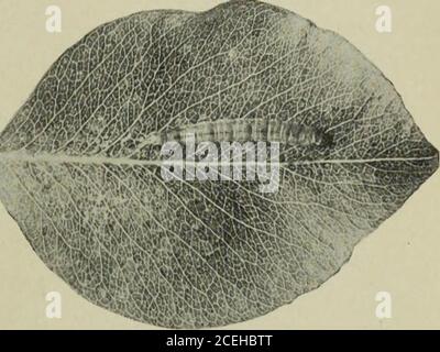 . Manuale di insetti di frutta. Fig. 64. - massa d'uovo del rullo a foglia di frutta-treo sul ramoscello di anmela, ingrandita. Foto di Herrickphoto. INSETTI DI APPLE - DILDS E FOGLIAME 63. Fig. 65. - Larva del rullo di foglie di frutta che si ginning il suo nido su una foglia di mela. Cavaliere foto. Palcoscenico. I caterpillars schiudono circa 1 maggio ed entrano theopening gemme, dove rotolano e fissano le foglie looselyinsieme con i fili di silken in un nido entro cui theyfeed (Fig. 65 e66). Dopo il fruttato, sono spesso in-cluded nella nestsand rovinato dai gatti-erpillars che mangiano inhem largeirregolari dei buchi (Fig. 67). Montante laterale Foto Stock