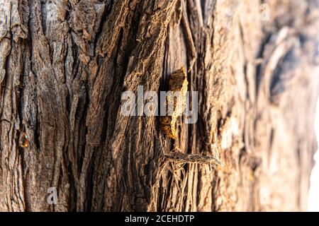 Bozzolo farfalla mimetato sulla corteccia dell'albero. Foto Stock