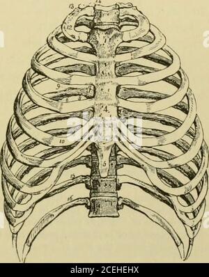 . Gli elementi di Quain di anatomia. E cartila.ges delle prime tre false costole diventa snella verso la sua estremità, ed è attaccato al bordo inferiore di quello che è prossimo sopra di esso. L'undicesimo e il dodicesimo sono puntati eunattached. La quinta, sesta, seeuth, aud ottava cartilagini formano una serie di arficulaiioni inter-condraJ, mediante un ampio processo inviato dal arrotondato ano-leof quello incontrando una proiezione meno saliente dal bordo superiore del prossimo. Varietà.-la cartilagine coritale eig^hth non si articola in modo non frequente con lo sterno.occasionalmente la settima cartilagine costale fa Foto Stock