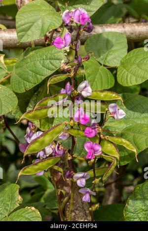 Lablab Bean, Yings, cibo vegetale Foto Stock