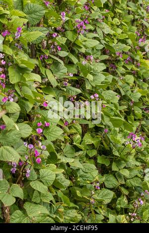 Lablab Bean, Yings, cibo vegetale Foto Stock