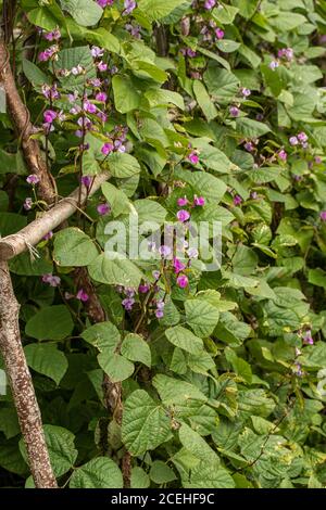 Lablab Bean, Yings, cibo vegetale Foto Stock