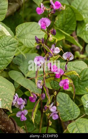 Lablab Bean, Yings, cibo vegetale Foto Stock