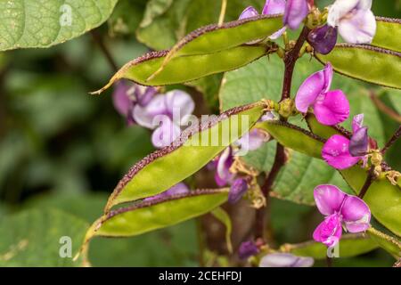 Lablab Bean, Yings, cibo vegetale Foto Stock