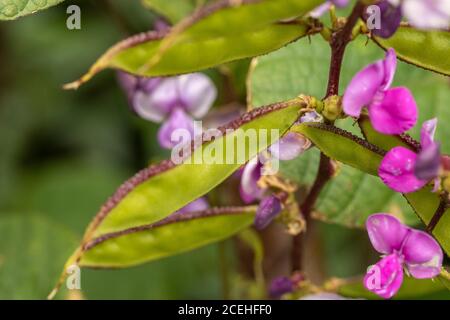 Lablab Bean, Yings, cibo vegetale Foto Stock