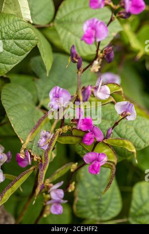 Lablab Bean, Yings, cibo vegetale Foto Stock