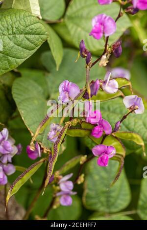 Lablab Bean, Yings, cibo vegetale Foto Stock