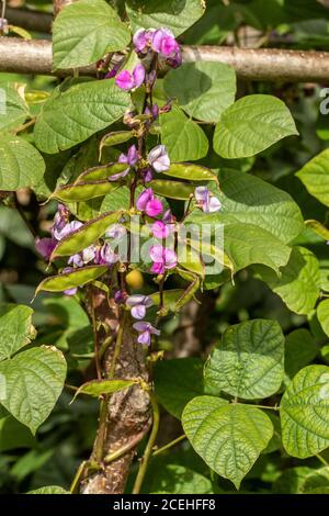 Lablab Bean, Yings, cibo vegetale Foto Stock