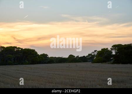 Campi coltivati nei pressi di Cap de Ses Salines al tramonto con pini Aleppo (Pinus halepensis) sullo sfondo (Santanyí, Maiorca, Isole Baleari, Spagna) Foto Stock