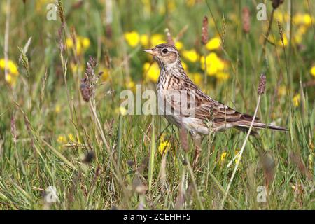 Prato, pipit Anthus pratensis, fotografata accanto al faro Tarbatness nelle Highlands della Scozia. Foto Stock