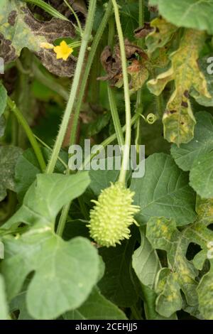 Cetriolo Gherkin indiano occidentale, Cucumis anguria Foto Stock