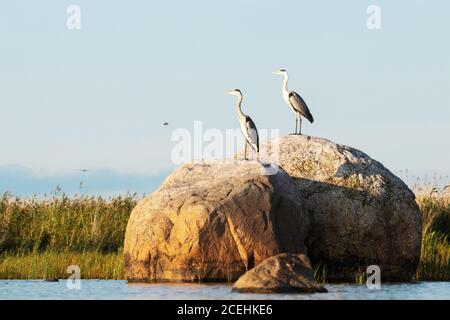 Due aironi grigi, Ardea cinerea che riposano su un grande masso sulla costa dell'Estonia occidentale durante un tramonto estivo. Foto Stock