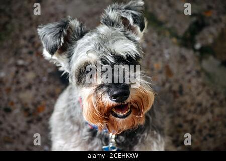 Miniatura Schnauzer cane Foto Stock