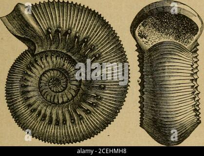 . Deccendenzlehre und Darwinismus. erwähnt. Es ist der blei-bende Zustand niedrigster Fische. Auch bei denhöhern Wirbelthieren besteht das Gehirn anfangs auseinigen hintereinander liegenden Blasen, der definivenForm der niedrigen Gruppen. Säuger und Vögel besitzt später die Communication der Kammern,welche bei den Reptilien sich nie schliessen. Die Kie-menbogen sind bei den Amphibien während der Lar-venperiode wirklich Kikemen tragend. Sie fehlen den Entwickelung der Ammonken. 197 Embryonen der Reptilien, Vögel und Säuger nicht,ebeno we Foto Stock