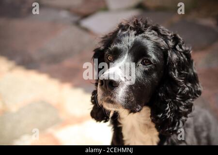 Cocker Spaniel cane Foto Stock