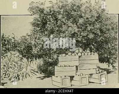 . La revisione e il bollettino di Cuba. BOMBA PARA PRENSAS DE FILTRAR. Fabricantes de Bombas Especiales para Fabricas y Refinerias de Azucar,Bombas de Vacio de la Mayor Eficiencia, Bombas de Magma, y Bombas paraGuarapo, Jarabe, Miel de Purga, Agua Caliente y Fria, agua del Mar, Bombasto Alimentacion para Calderas, Bombas de Cal, Efecto, Efatos Ecc. prego me.n-tio.x LA REVISIONE E il bollettino DI CUBA quando scrive agli advertisers. LA REVISIONE E il Bollettino DI CUBA. 35 Ceballos •* il GardeiSpot di Cuba. Un albero di 3 anni di ceballos vecchio pompelmo in thegroves, e il suo primo prodotto. Tlie che segue è quot Foto Stock