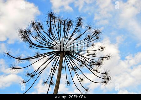 Un fiore enorme su uno sfondo di cielo blu con nuvole bianche. L'alga di Sosnowsky (Heracleum sosnowskyi) è una fioritura erbacea perenne monocarbica Foto Stock