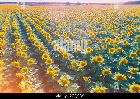 Paesaggio estivo con girasoli. Bellissimo campo di girasole. Vista aerea. Campagna, paesaggio rurale. Natura sfondo Foto Stock