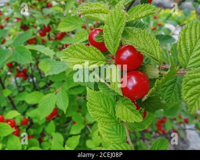 Red Nanking Bush Cherry in un giardino. Prunus tomentosa Foto Stock