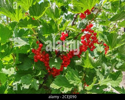 Cespuglio di bacche di ribes rosso in un giardino. Frizzante in estate sole mazzo mature succose bacche di ribes rosso, appesi dal ramo Foto Stock